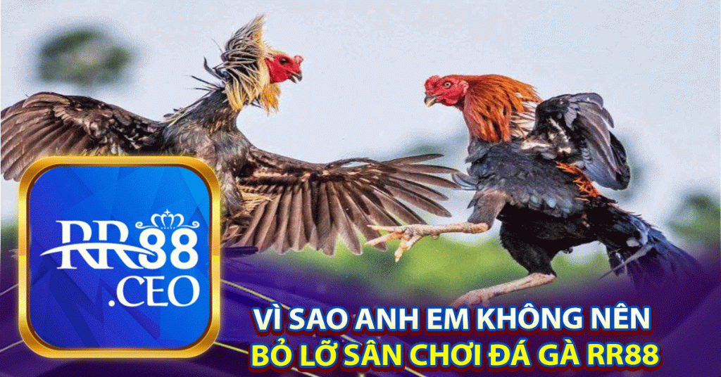 VÌ SAO ANH EM KHÔNG NÊN 
BỎ LỠ SÂN CHƠI ĐÁ GÀ RR88